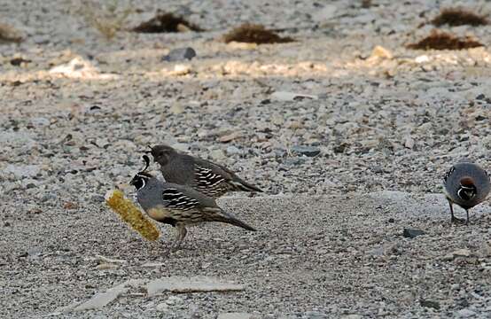 Image of Gambel's Quail