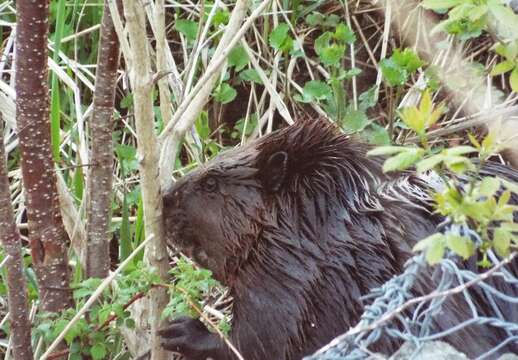 Image of beavers