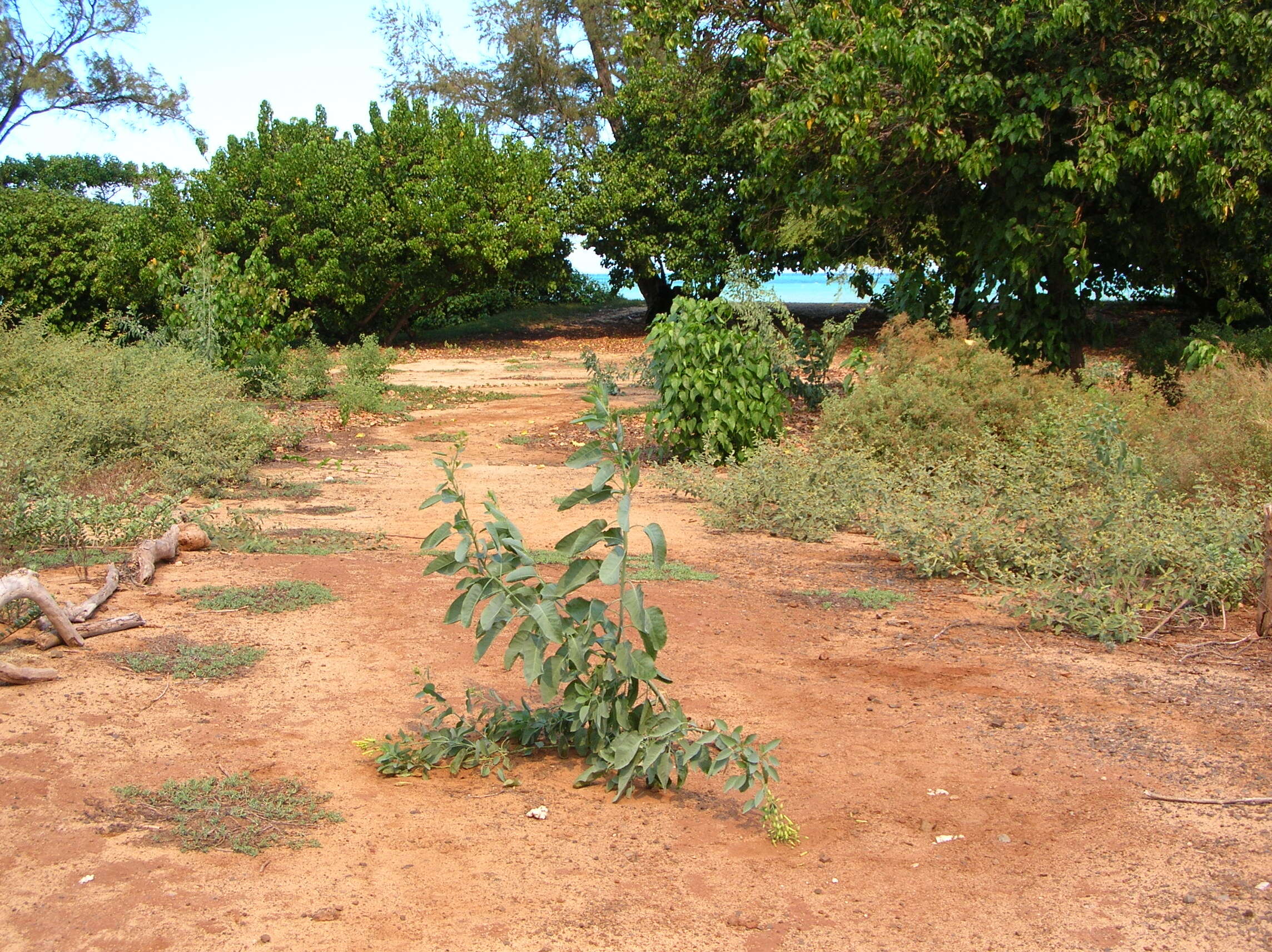 Image of tree tobacco