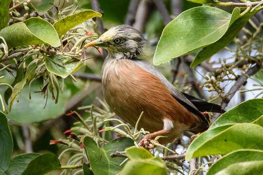 Image of Chestnut-tailed Starling