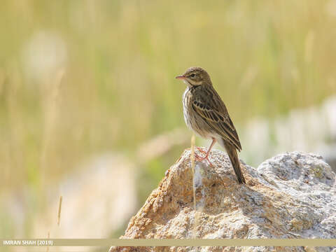 Image of Tree Pipit