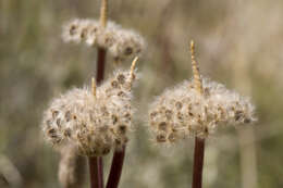 Image of tuber anemone