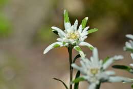 Image of edelweiss