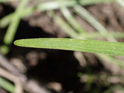 Image of Lady's leek