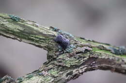 Image of ear fungus