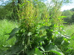 Imagem de Rumex obtusifolius L.