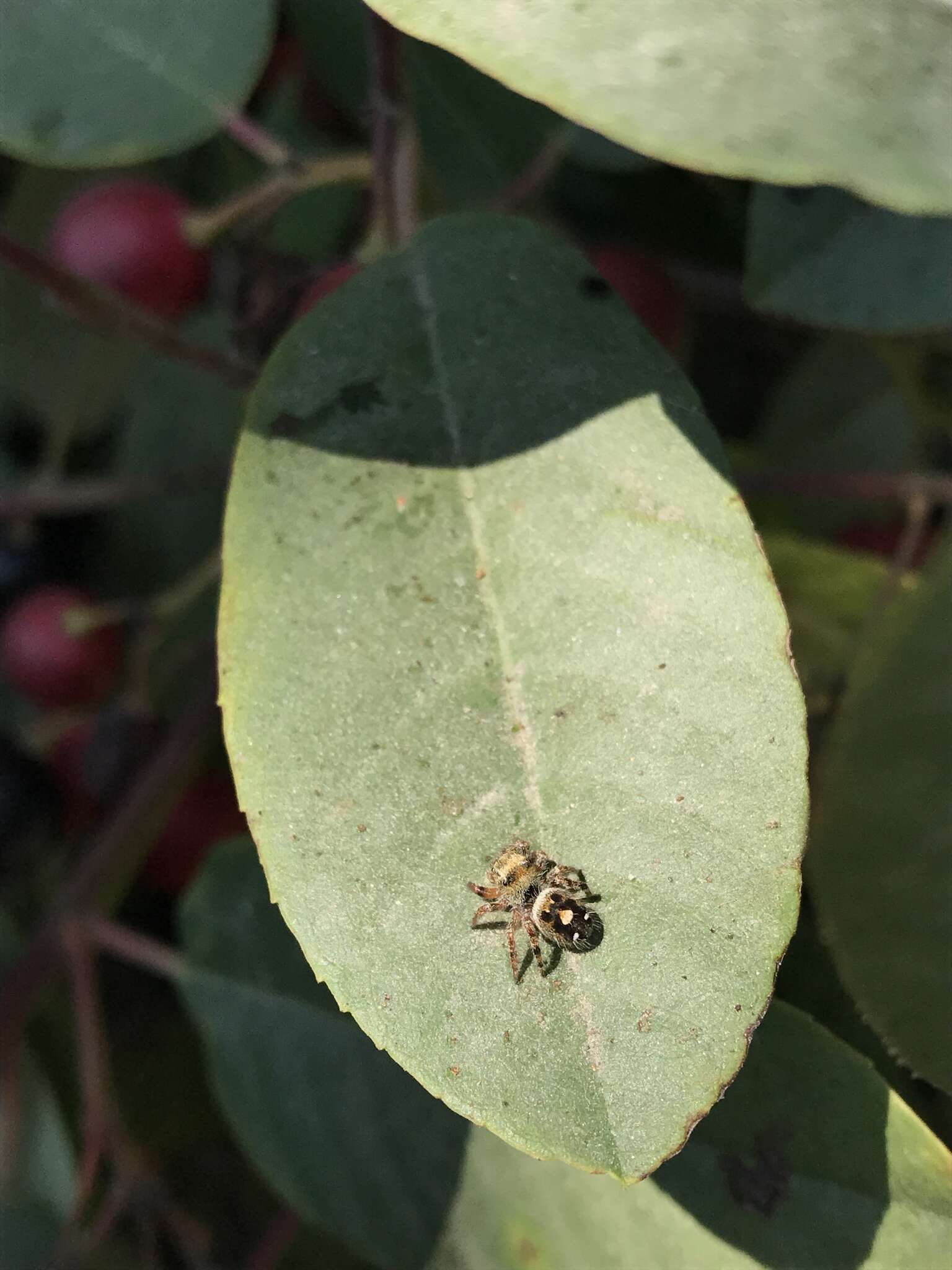 Image of Phidippus californicus Peckham & Peckham 1901