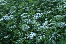 Image of rough chervil