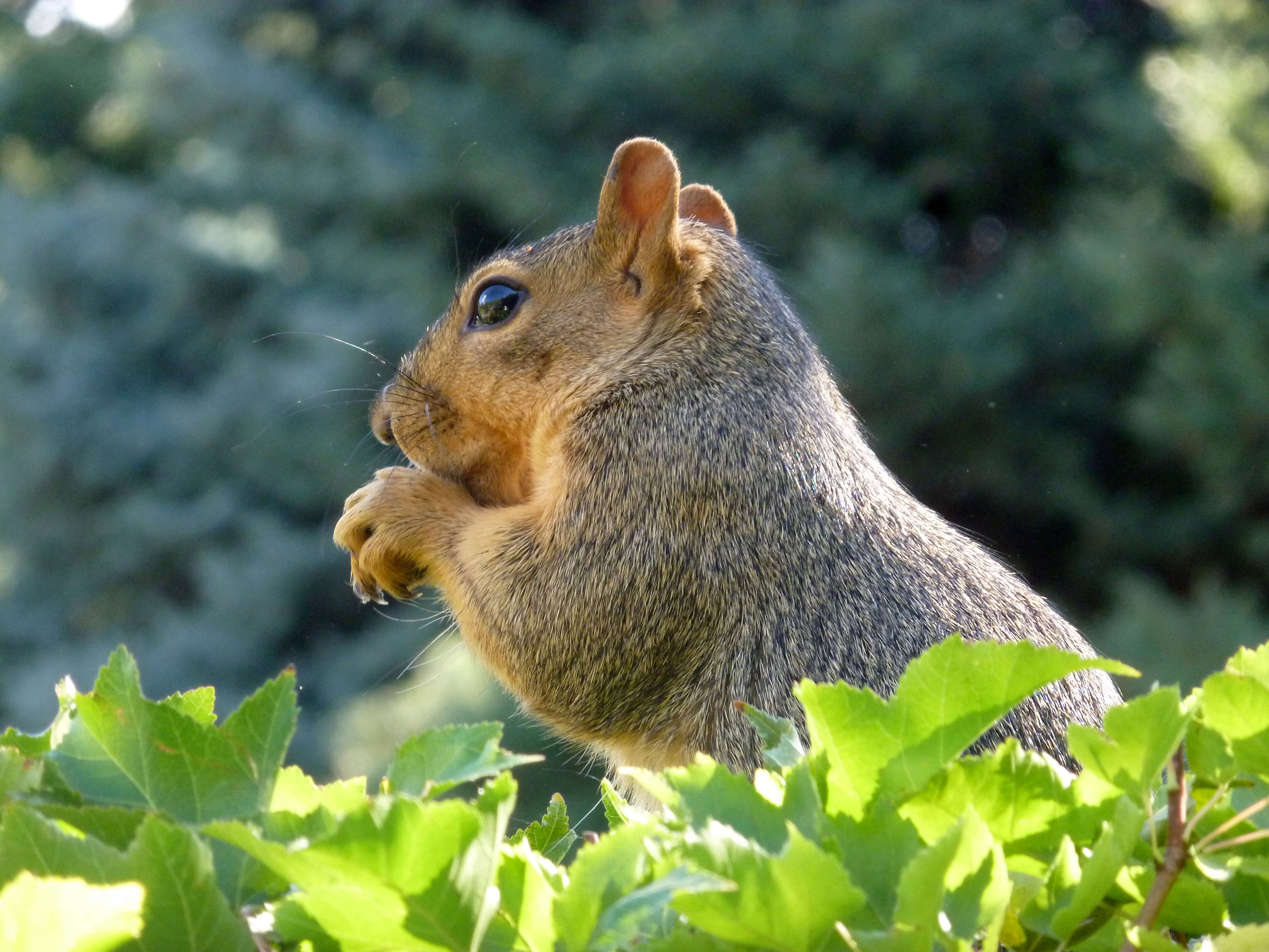 Image of Sciurus subgen. Sciurus Linnaeus 1758