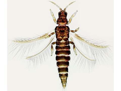 Imagem de Echinothrips americanus Morgan 1913