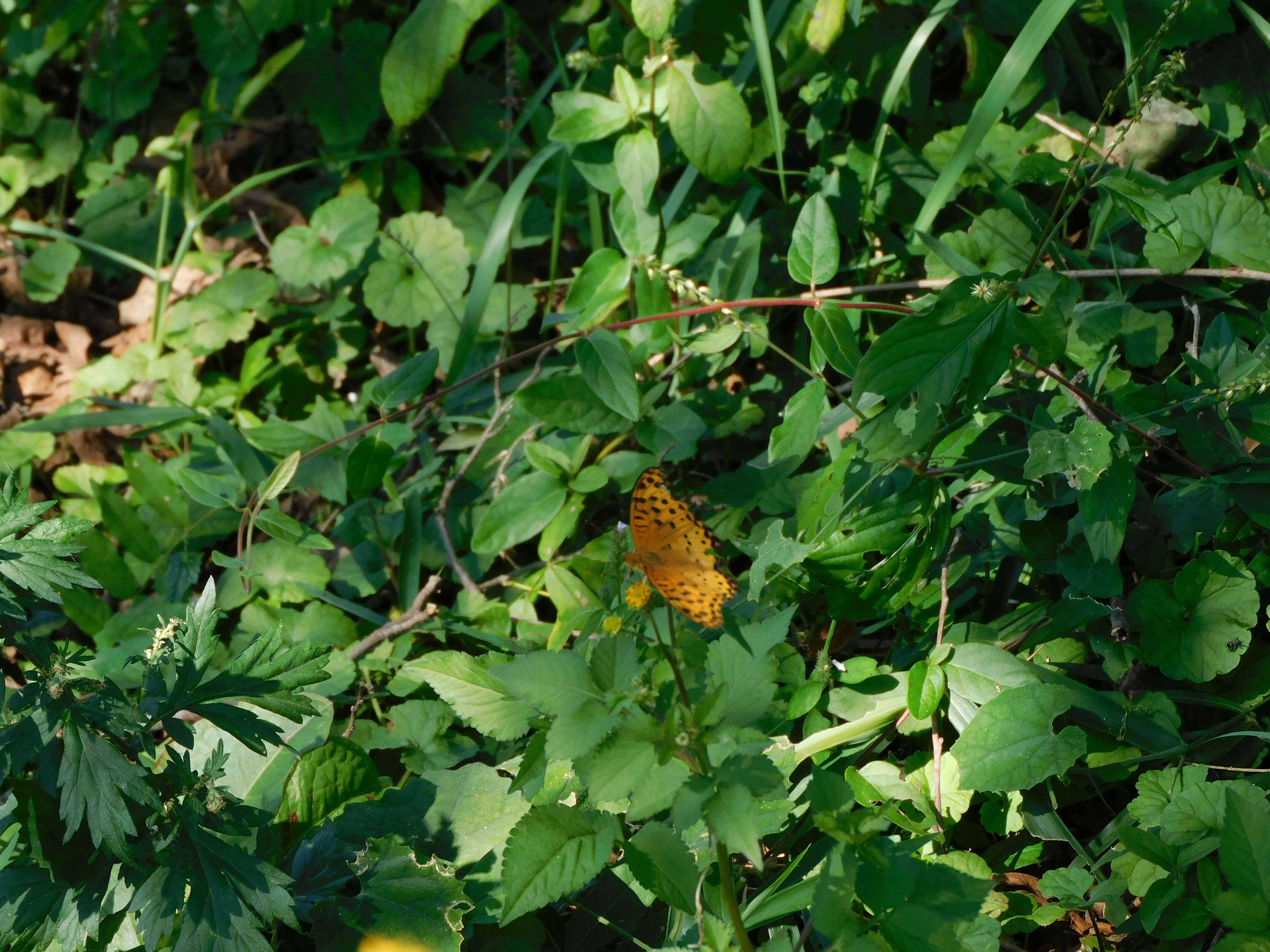 Imagem de Argynnis paphia Linnaeus 1758