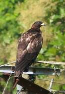 Image of Crested Honey Buzzard