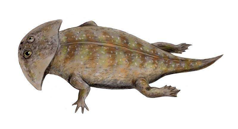 Image of Plagiosauroidea