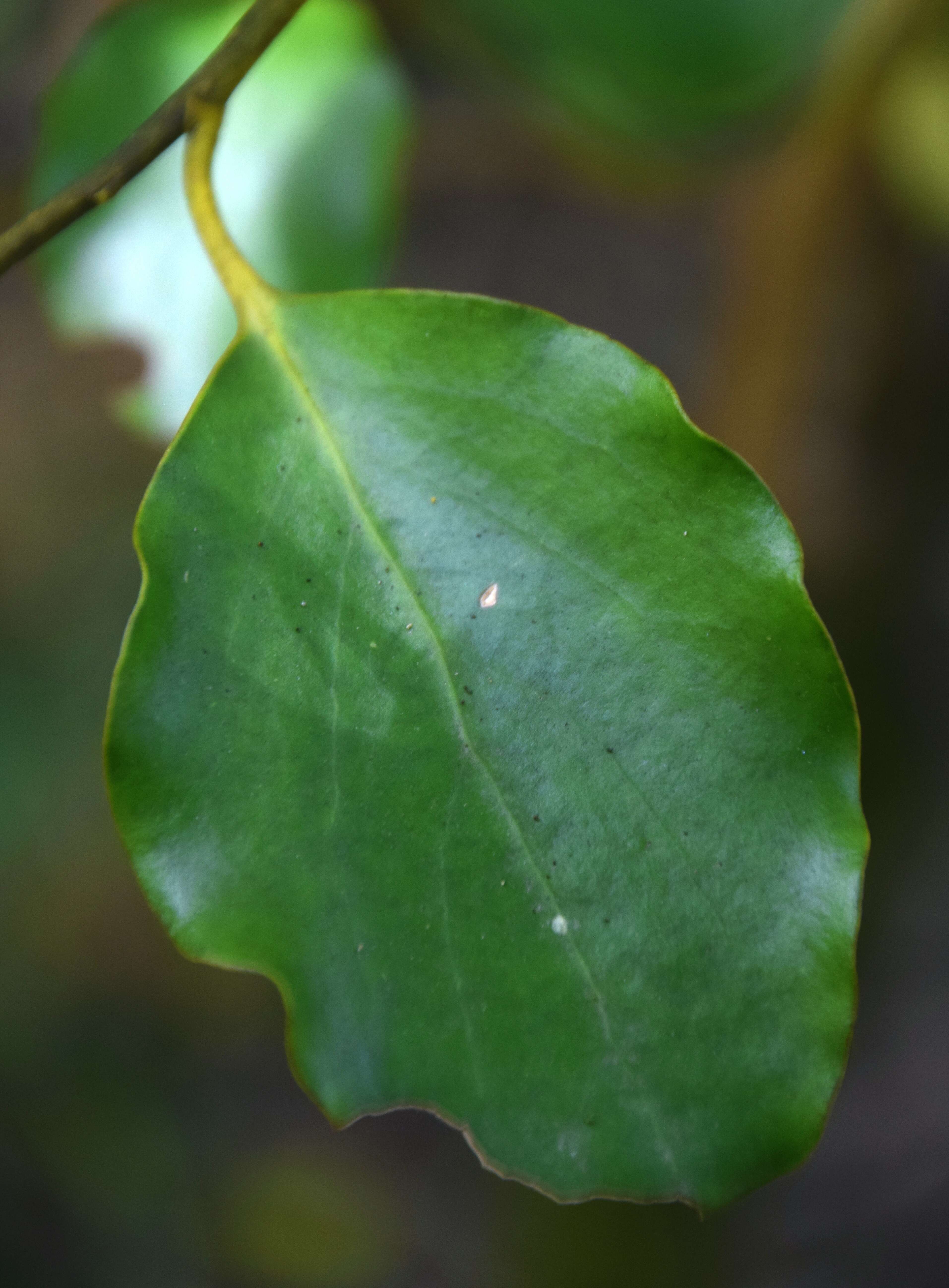 Image of Griselinia littoralis (Raoul) Raoul