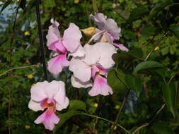 Vanda teres × Vanda hookeriana的圖片