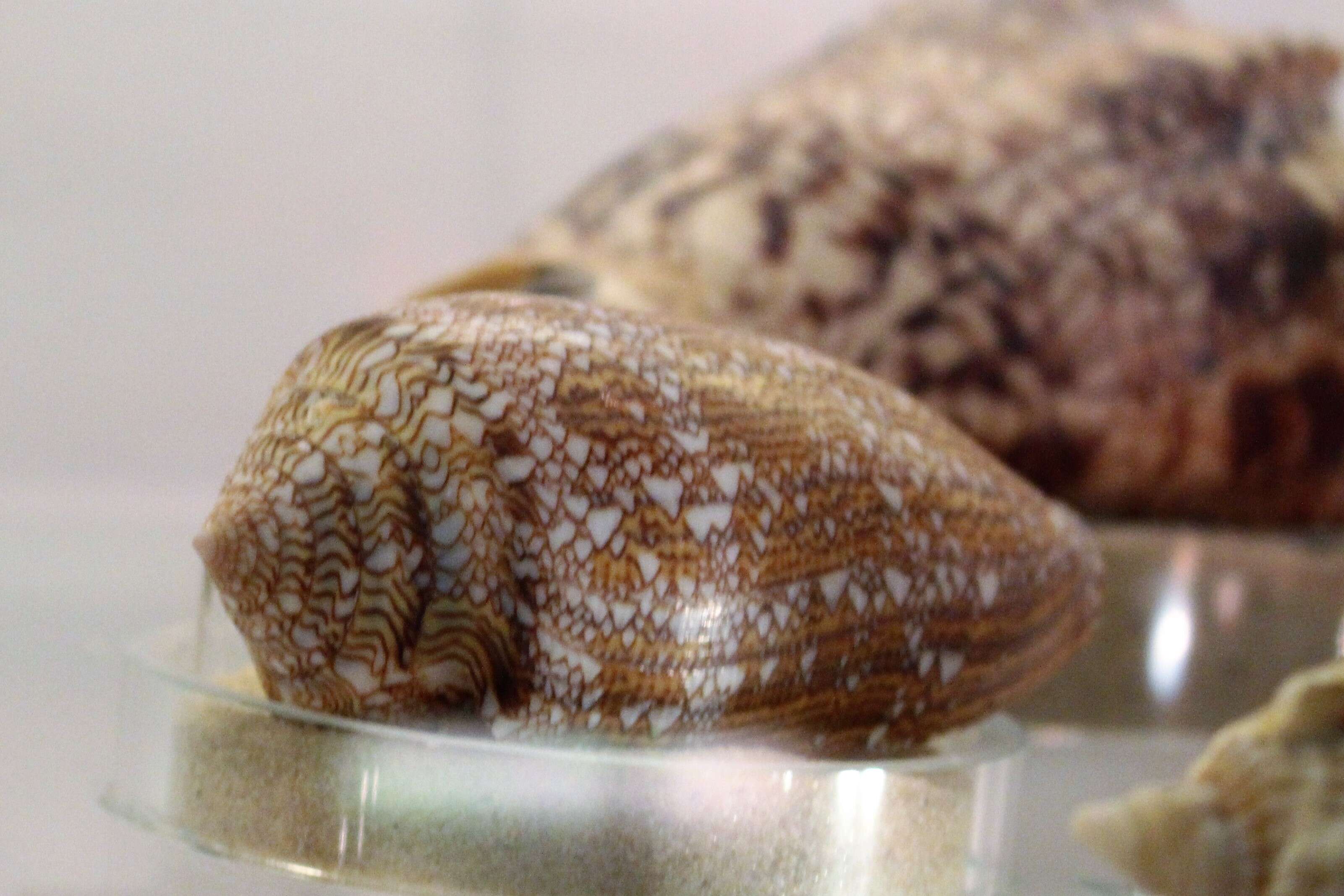 Image of camel cowrie