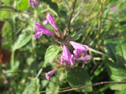 Image of wild basil