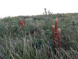 Imagem de Orobanche reticulata Wallr.