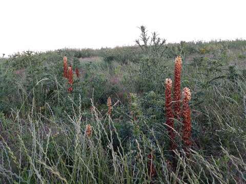 Imagem de Orobanche reticulata Wallr.