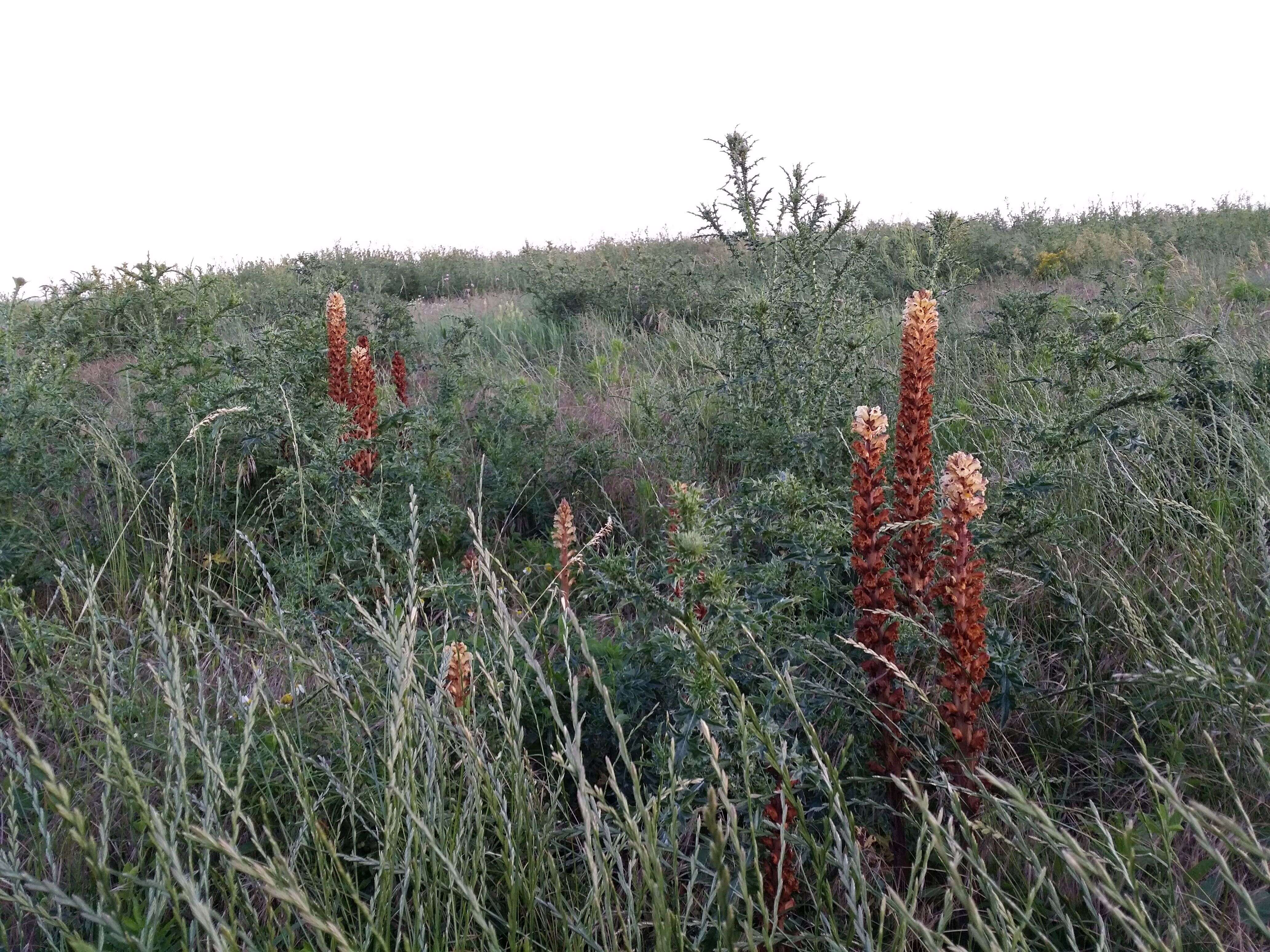 Imagem de Orobanche reticulata Wallr.