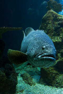 Image of Atlantic Goliath Grouper