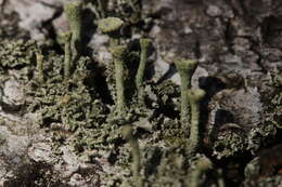 Image of cup lichen