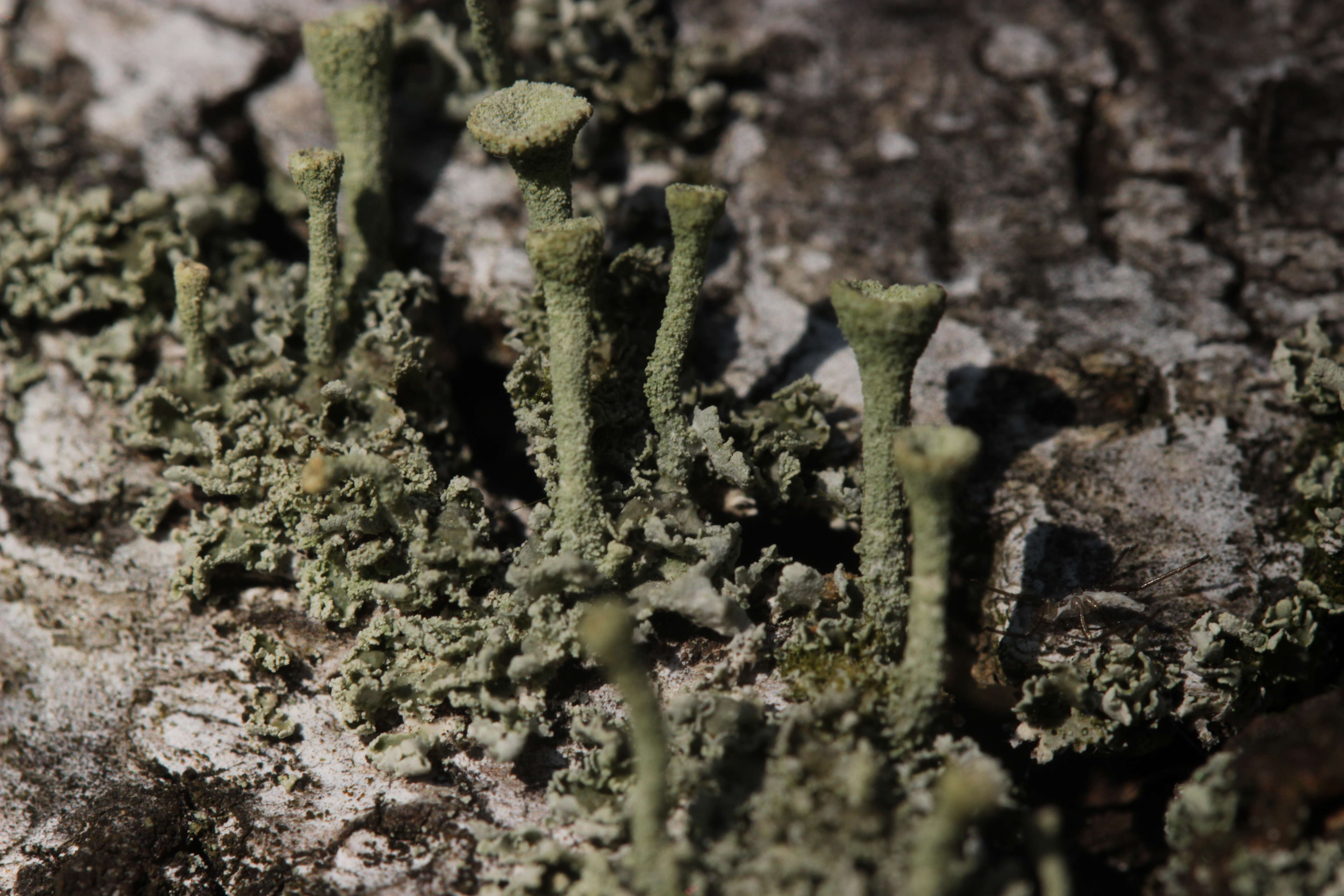 Image of cup lichen