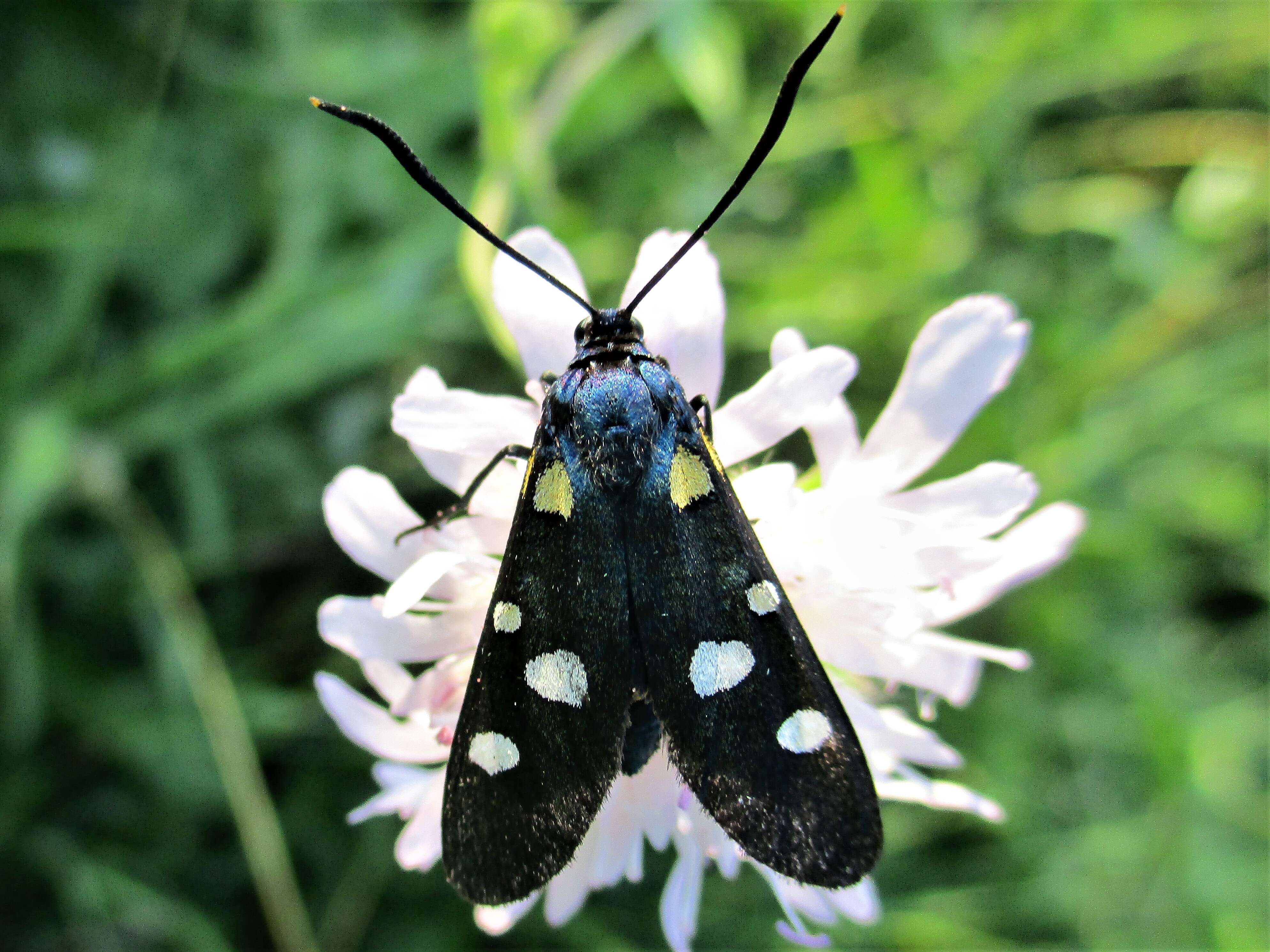 Image of Zygaena ephialtes Linnaeus 1767