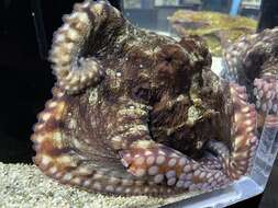 Image of Day octopus