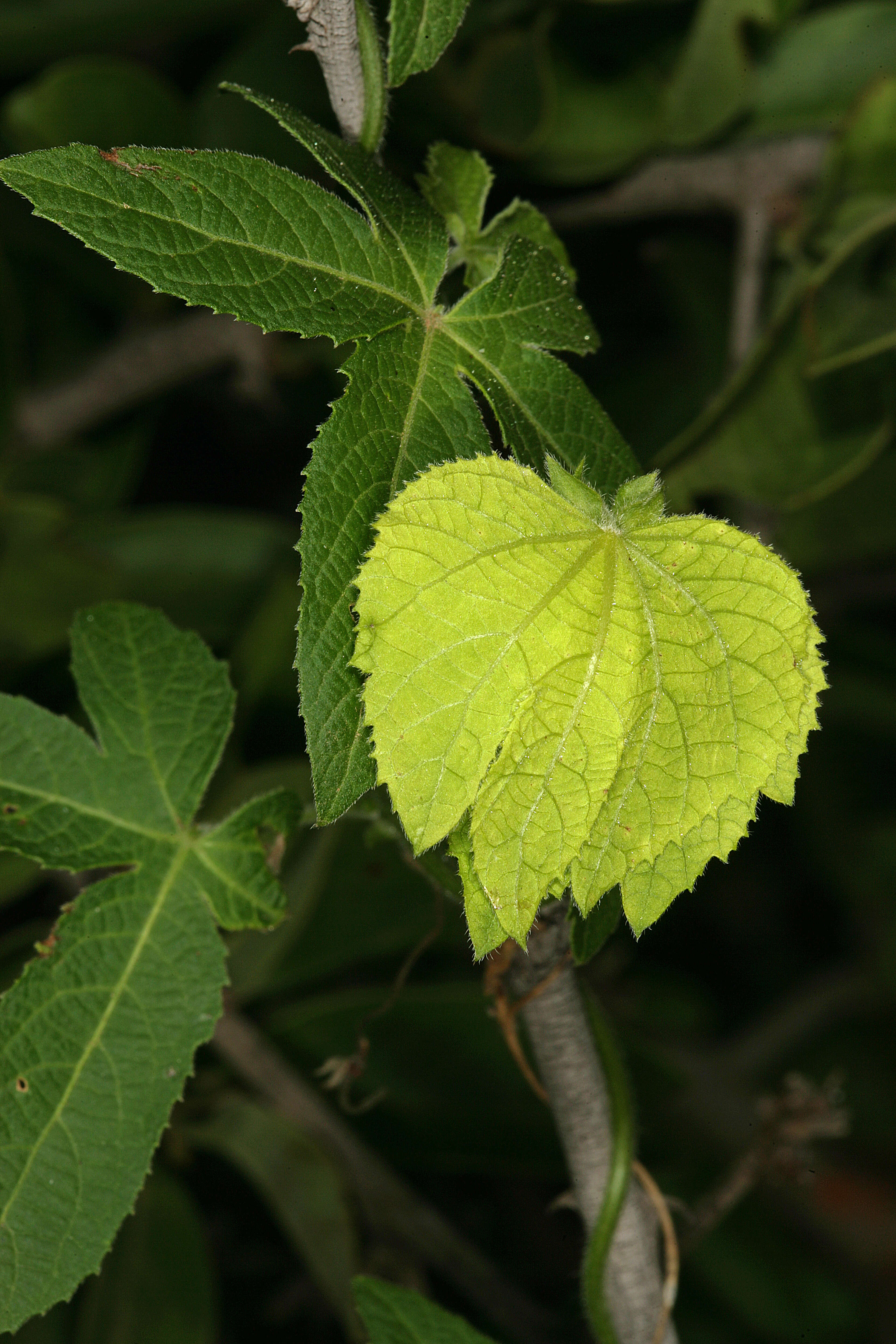 Plancia ëd Dalechampia capensis A. Spreng.