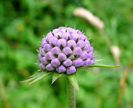 Image of dove pincushions