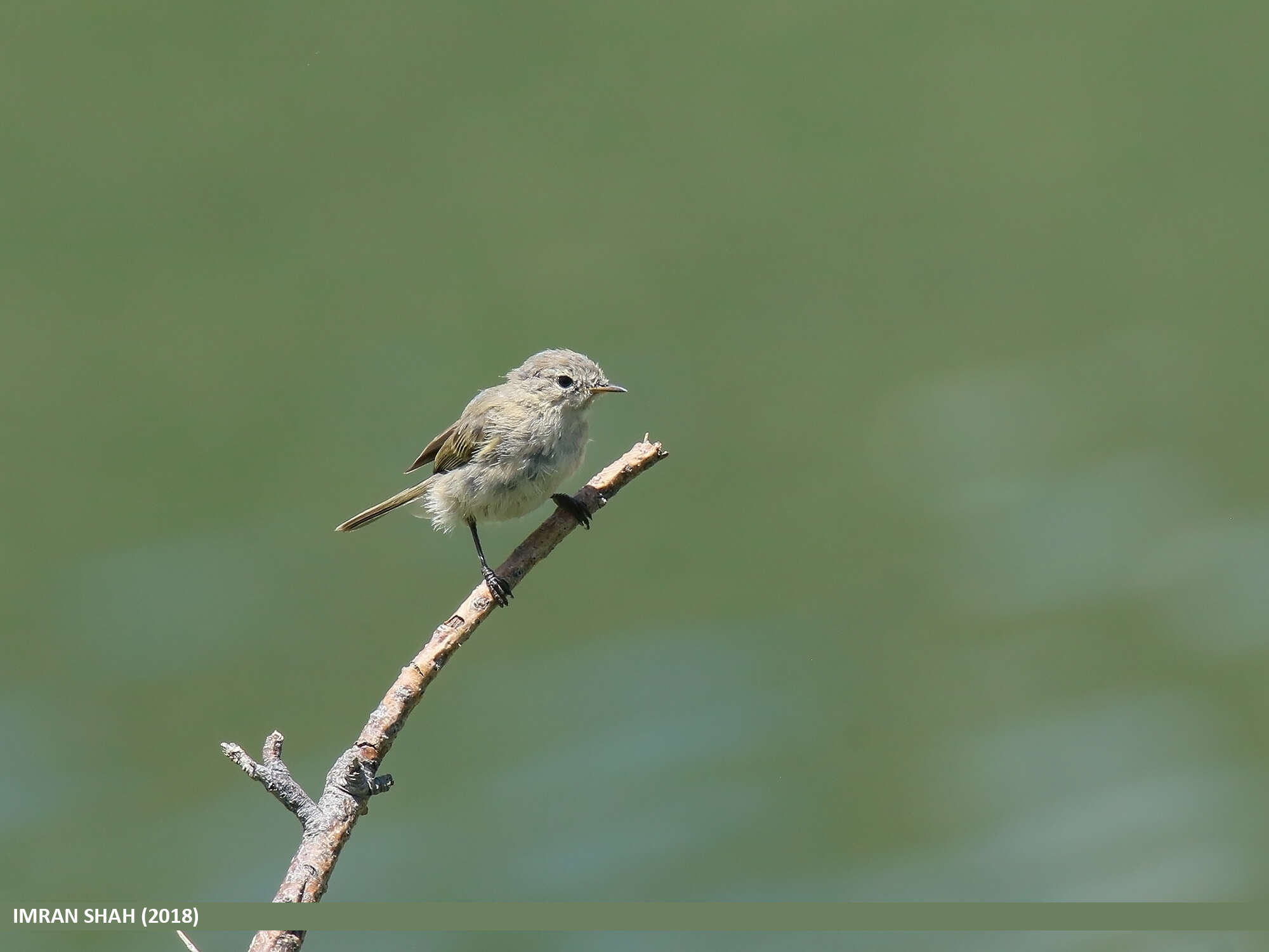 Image of Siberian Chiffchaff