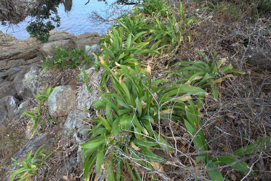 Image of Arthropodium cirrhatum