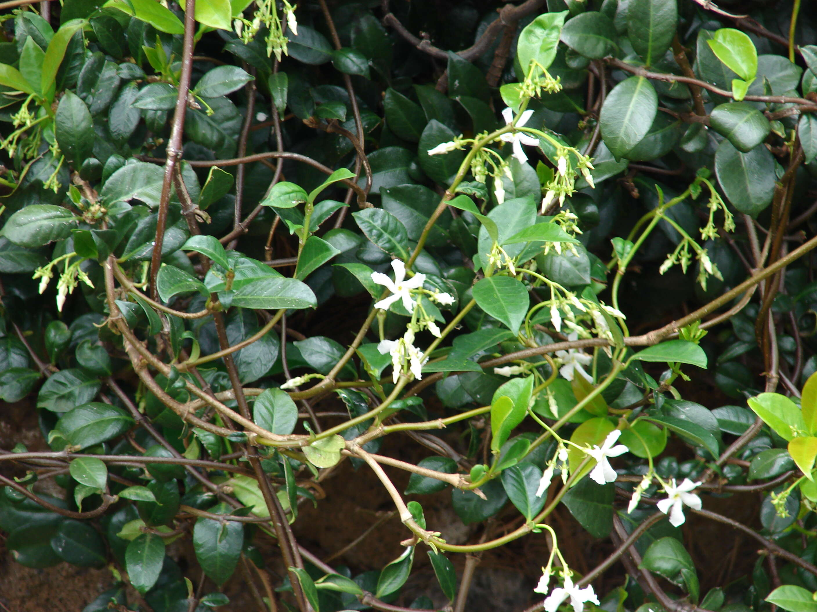 Image of Star-jasmine or Confederate-jasmine