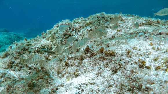 Image of Sarpa