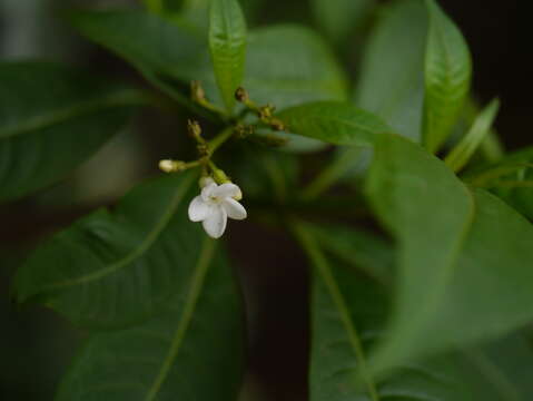 Image of Rauvolfia verticillata (Lour.) Baill.