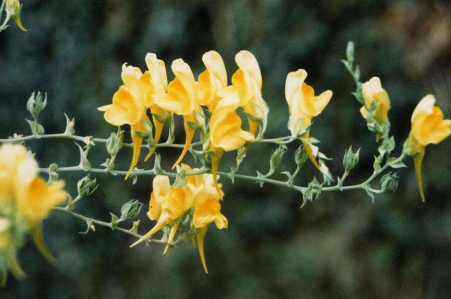 Imagem de Linaria genistifolia (L.) Mill.