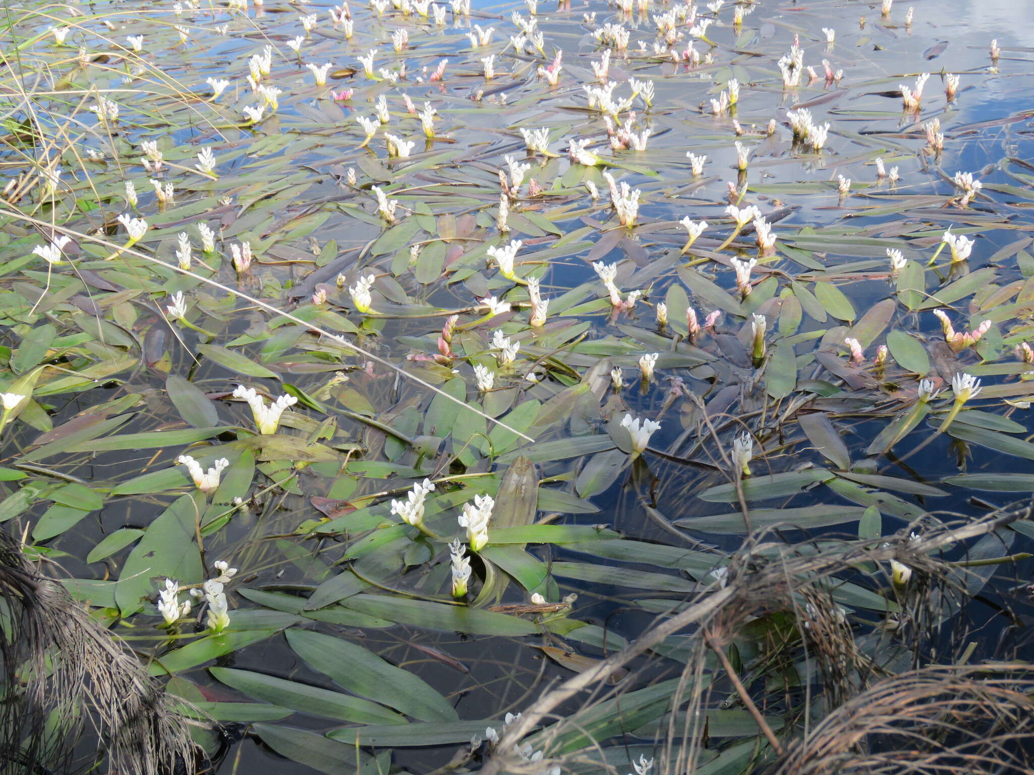 Image of Cape pondweed