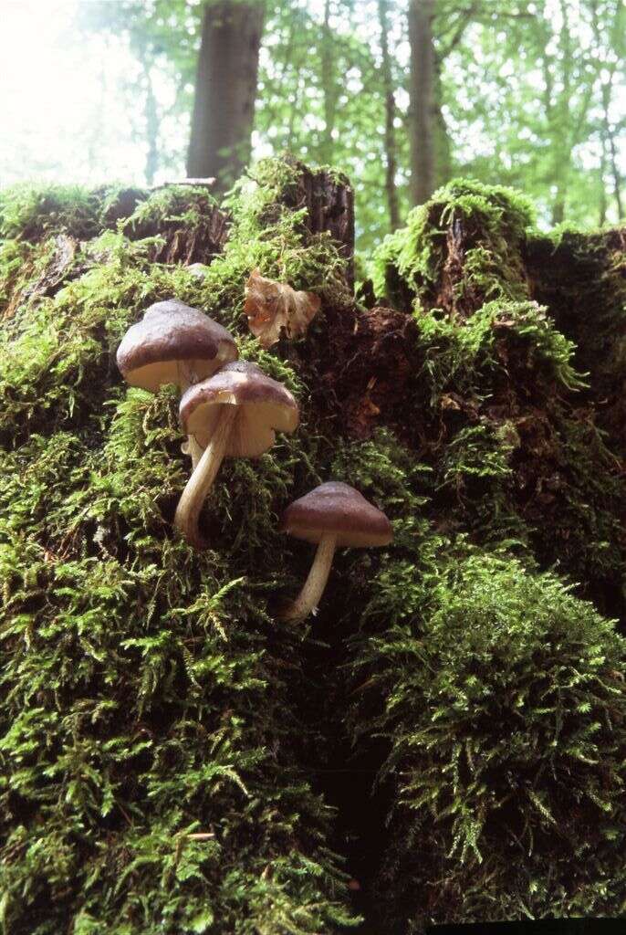 Image of Deer Mushroom