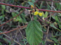 Image de Waltheria indica L.