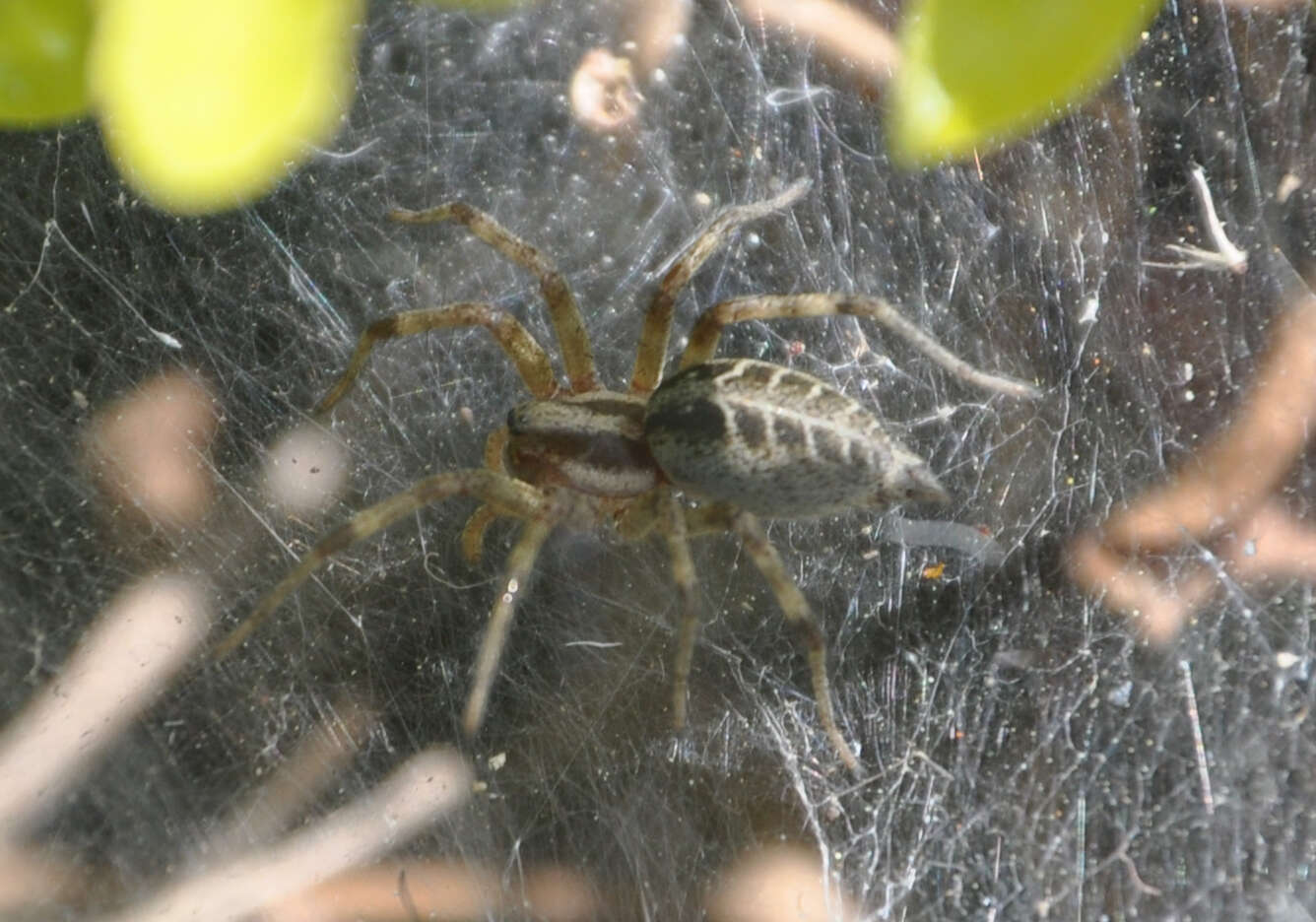 Image of Agelena labyrinthica (Clerck 1757)