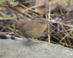 Image of Pacific Wren