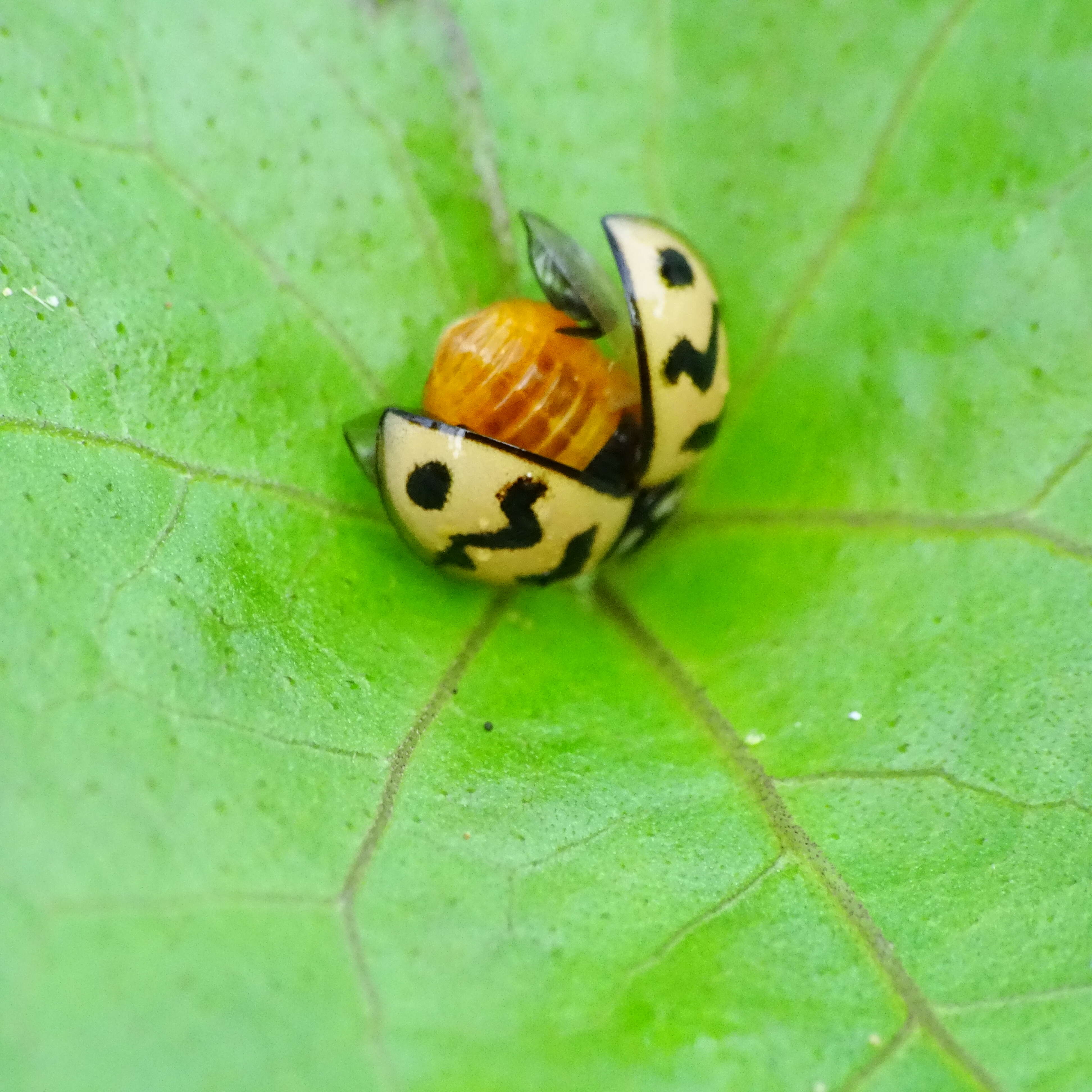 Image of Six-spotted Zigzag Ladybird