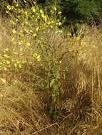 Image of wavyleaf mullein