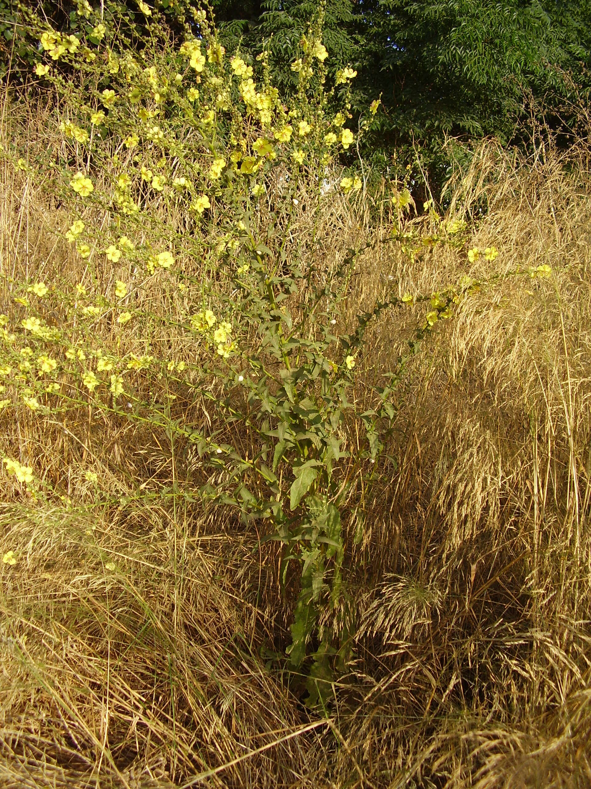 Image of wavyleaf mullein