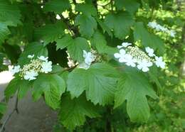 Image of Sargent's Viburnum