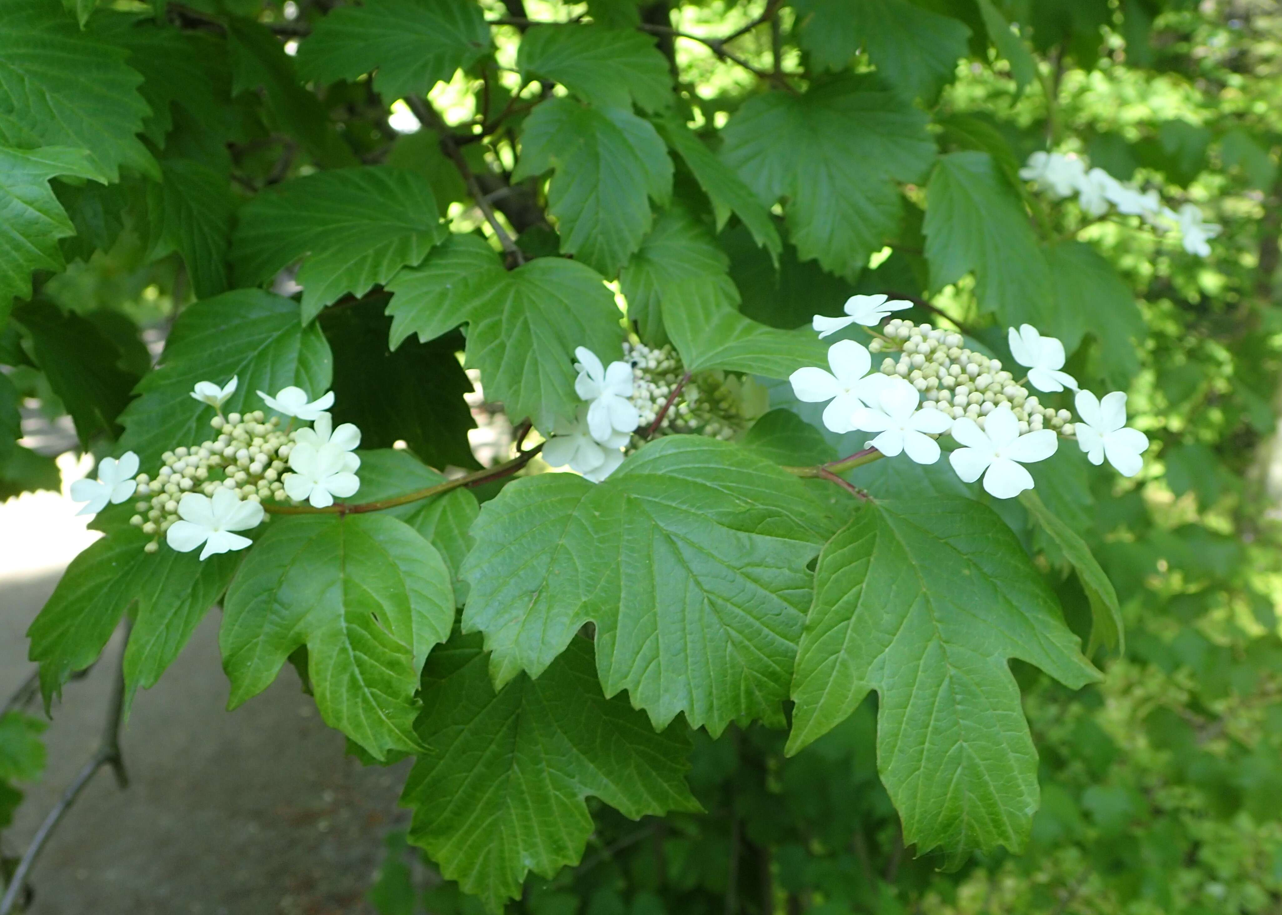 Image of Sargent's Viburnum