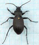 Image of Carabus (Oreocarabus) hortensis Linnaeus 1758