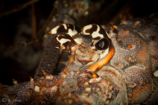 Image of Caribbean Spiny Lobster