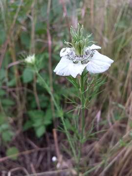 Nigella arvensis L. resmi